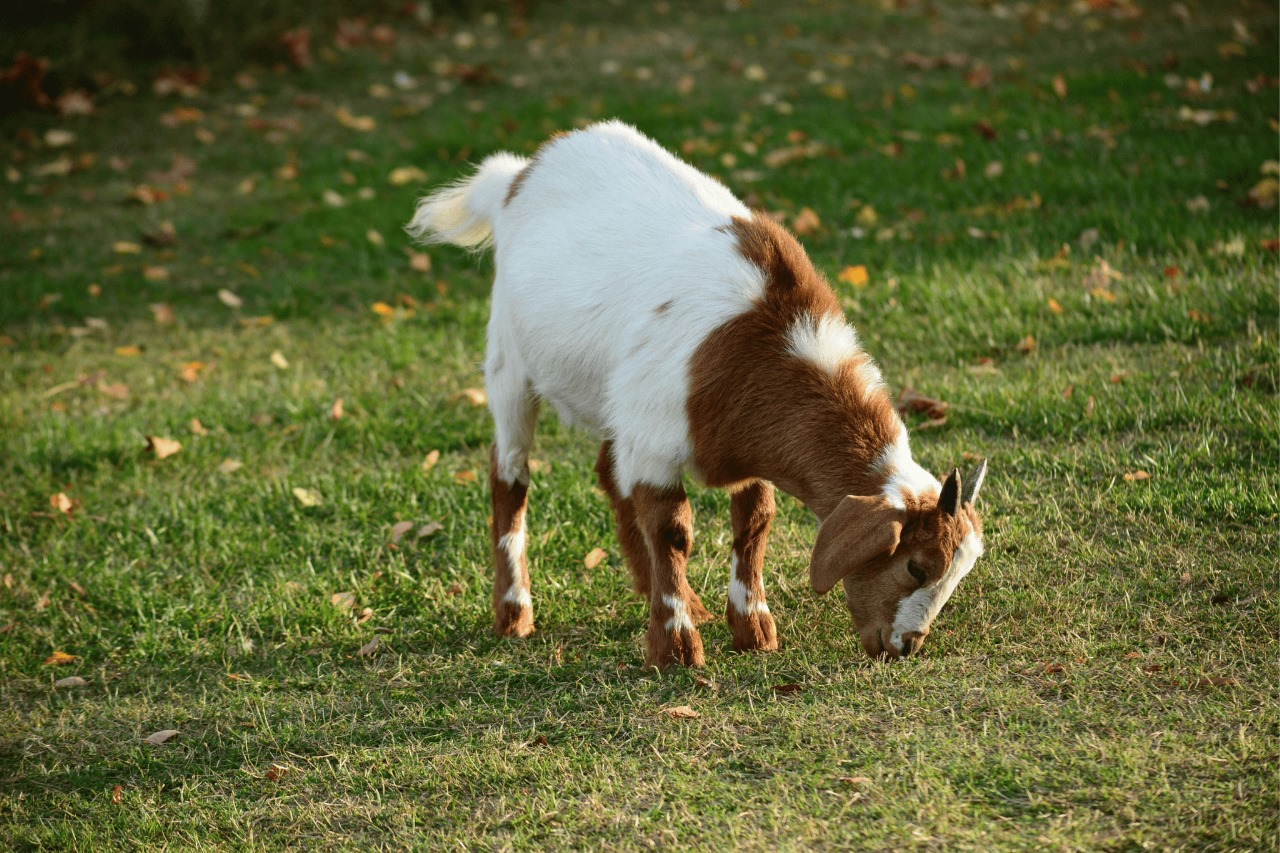 Kambing